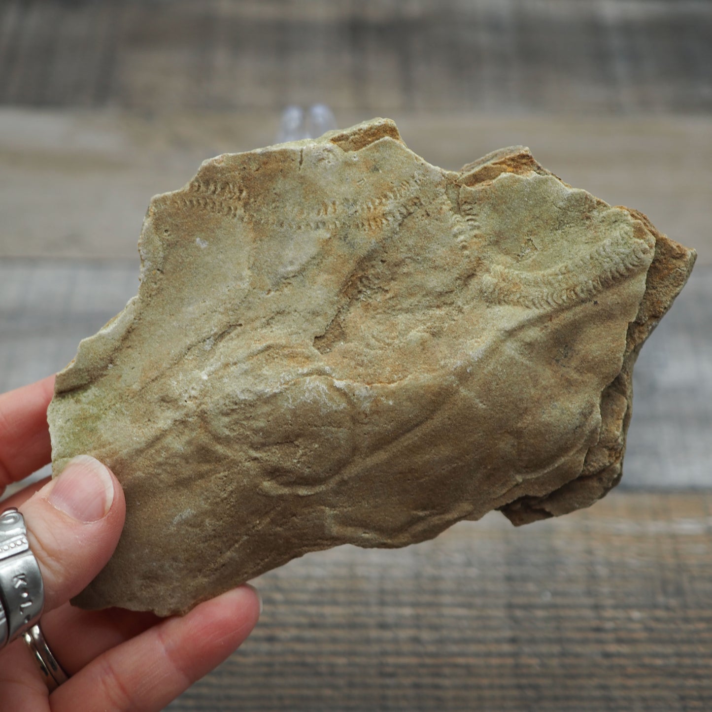 Trilobite "Cruziana" Tracks - Trace Fossil B02