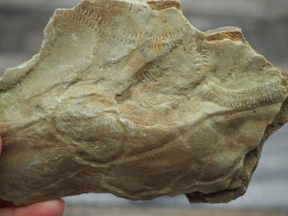 Trilobite "Cruziana" Tracks - Trace Fossil B02