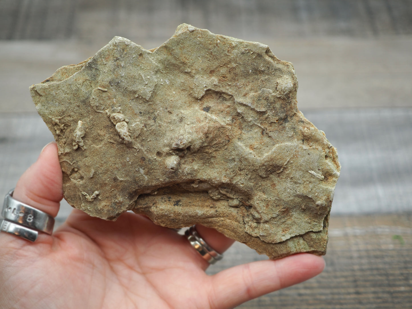 Trilobite "Cruziana" Tracks - Trace Fossil B02