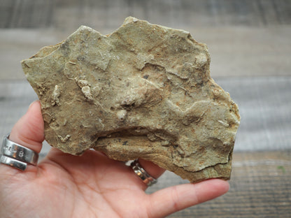 Trilobite "Cruziana" Tracks - Trace Fossil B02