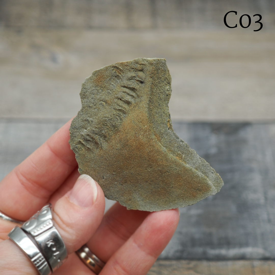 Trilobite "Cruziana" Tracks - Trace Fossil C03-G07 - You Choose