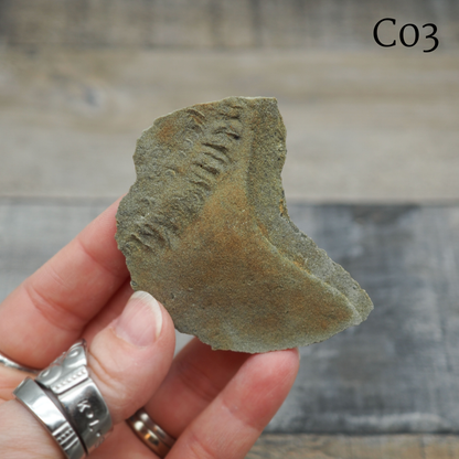 Trilobite "Cruziana" Tracks - Trace Fossil C03-G07 - You Choose