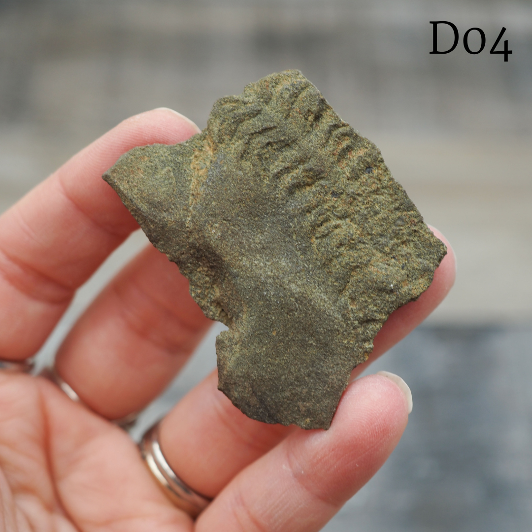 Trilobite "Cruziana" Tracks - Trace Fossil C03-G07 - You Choose