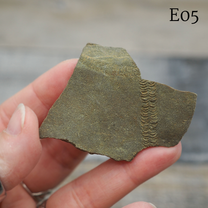 Trilobite "Cruziana" Tracks - Trace Fossil C03-G07 - You Choose
