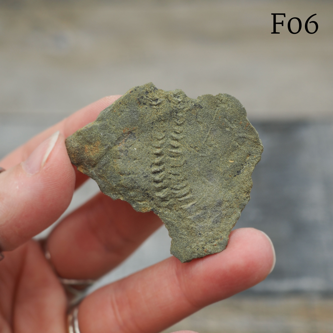 Trilobite "Cruziana" Tracks - Trace Fossil C03-G07 - You Choose
