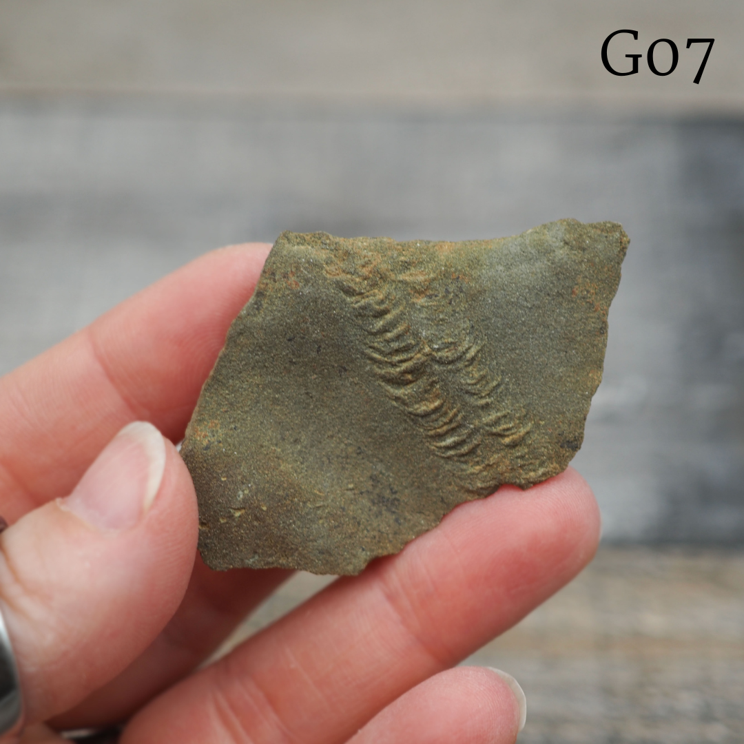 Trilobite "Cruziana" Tracks - Trace Fossil C03-G07 - You Choose