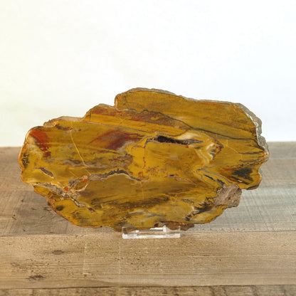 Petrified Agatized Conifer Wood A from Vantage, WA