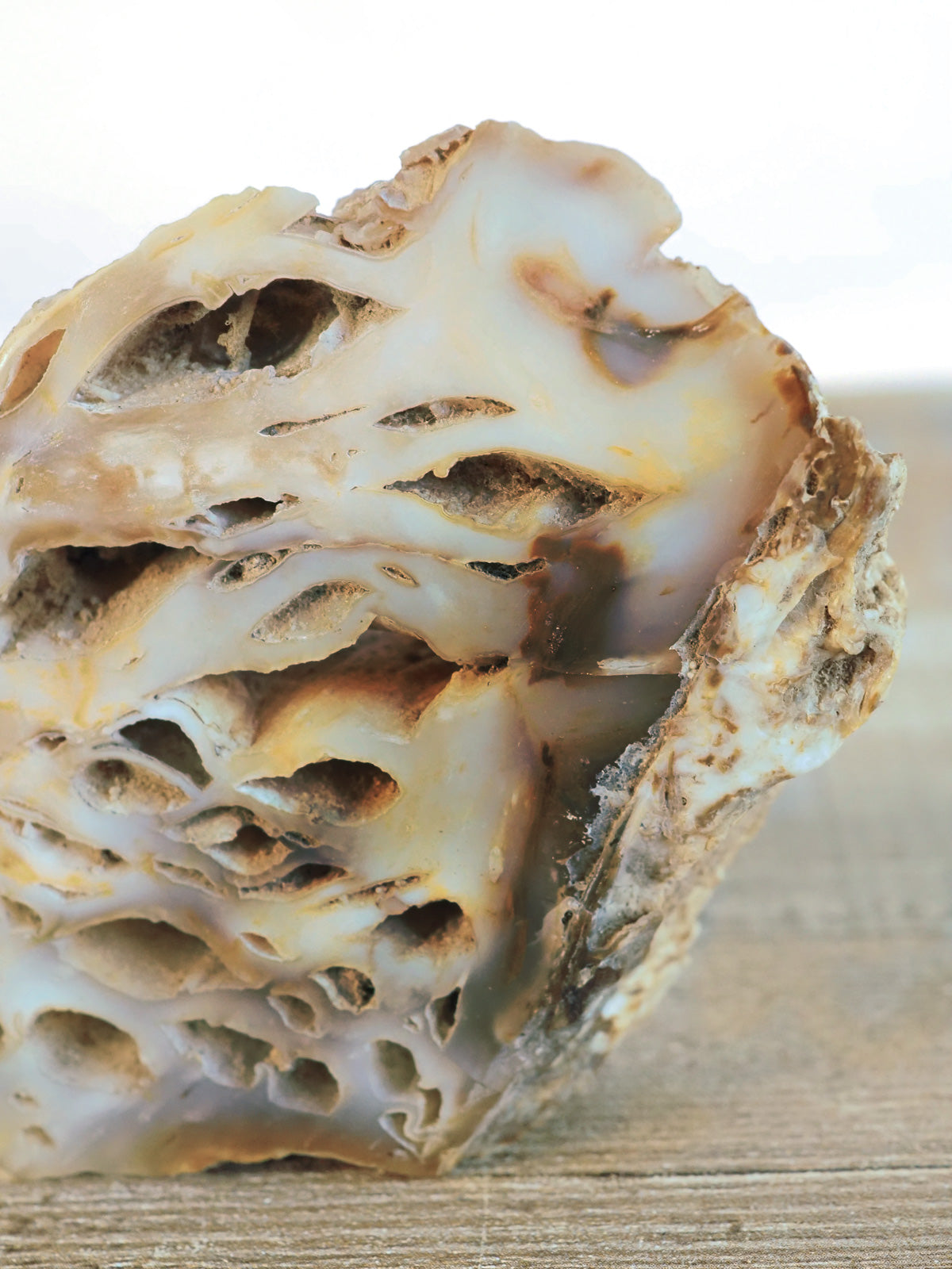 Petrified Agatized Cypress Bog Wood B from Yakima Canyon, WA