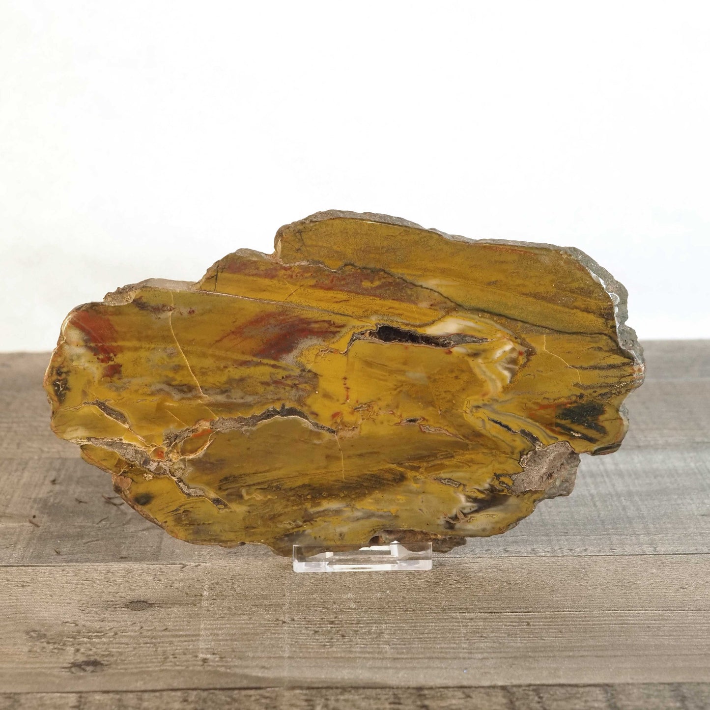 Petrified Agatized Conifer Wood A from Vantage, WA