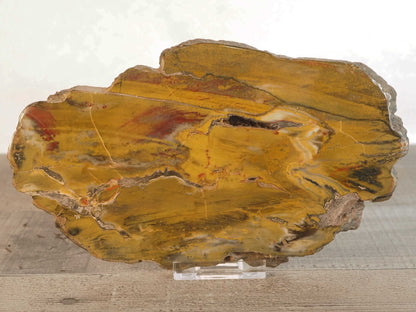 Petrified Agatized Conifer Wood A from Vantage, WA