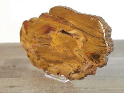 Petrified Agatized Conifer Wood A from Vantage, WA