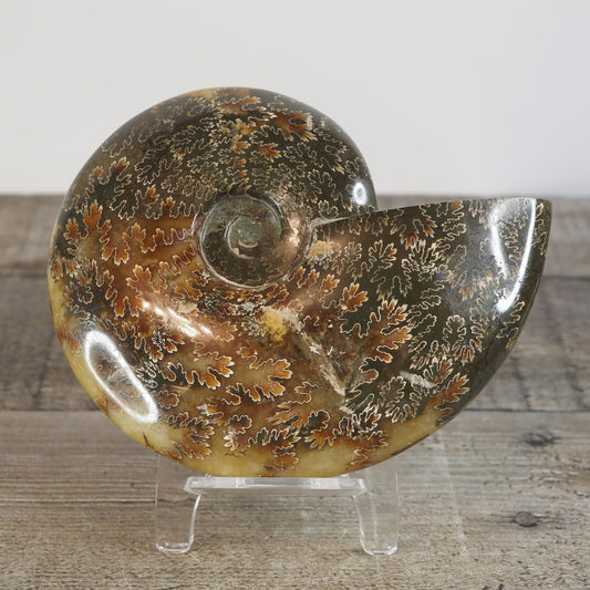 Whole Agatized Ammonite Fossil AA01