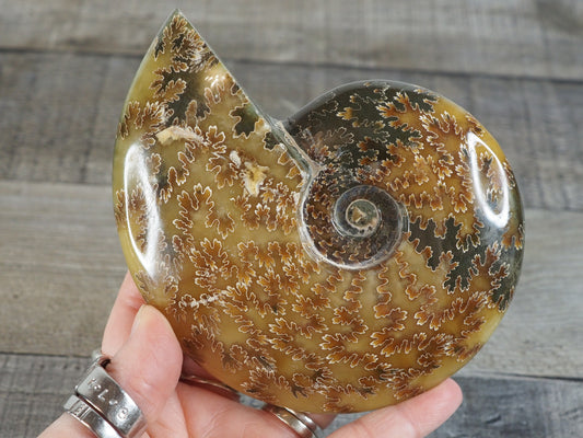 Whole Agatized Ammonite Fossil AA01