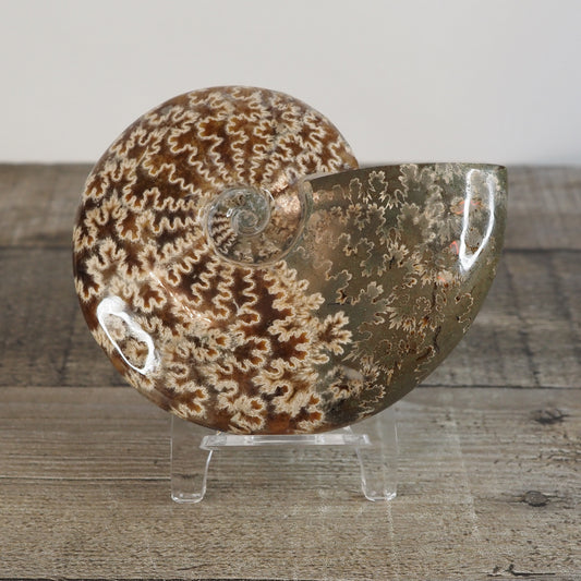 Whole Agatized Ammonite Fossil AA02