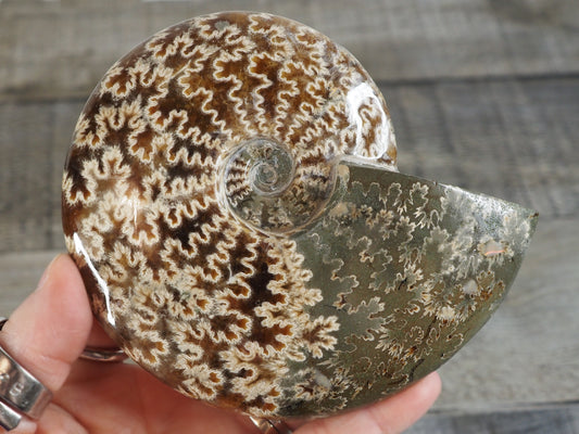 Whole Agatized Ammonite Fossil AA02