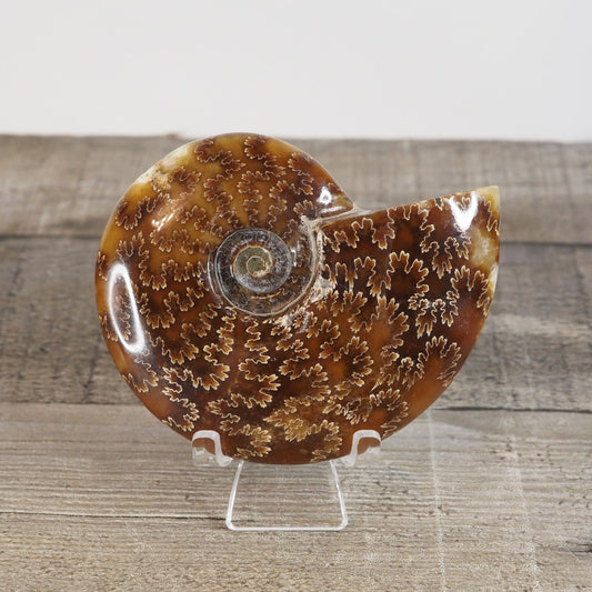 Whole Agatized Ammonite Fossil AA03