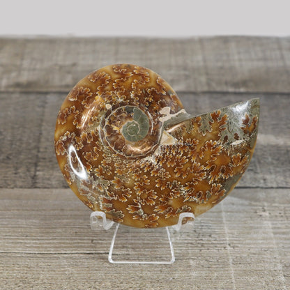 Whole Agatized Ammonite Fossil AA04