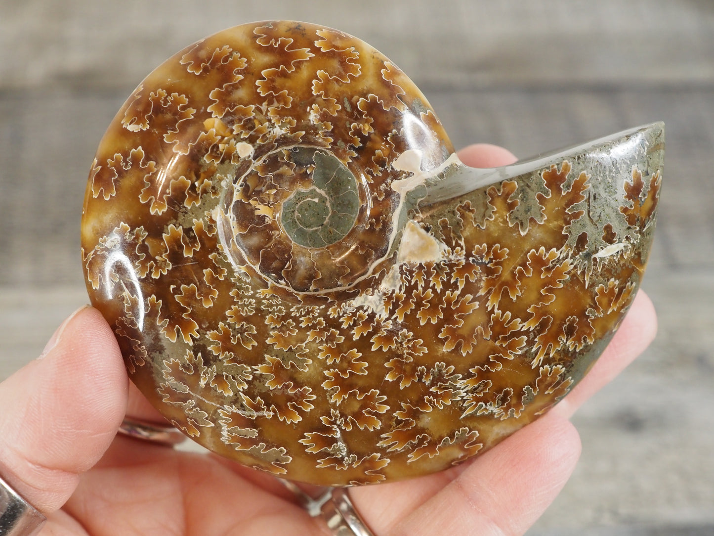 Whole Agatized Ammonite Fossil AA04