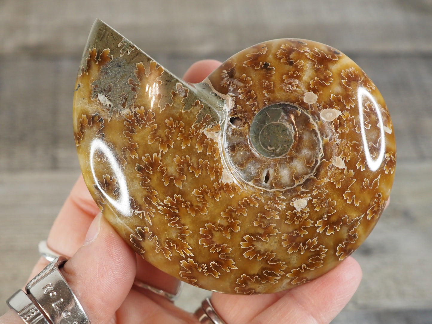 Whole Agatized Ammonite Fossil AA04