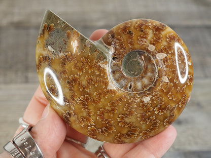 Whole Agatized Ammonite Fossil AA04