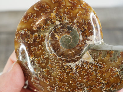 Whole Agatized Ammonite Fossil AA04