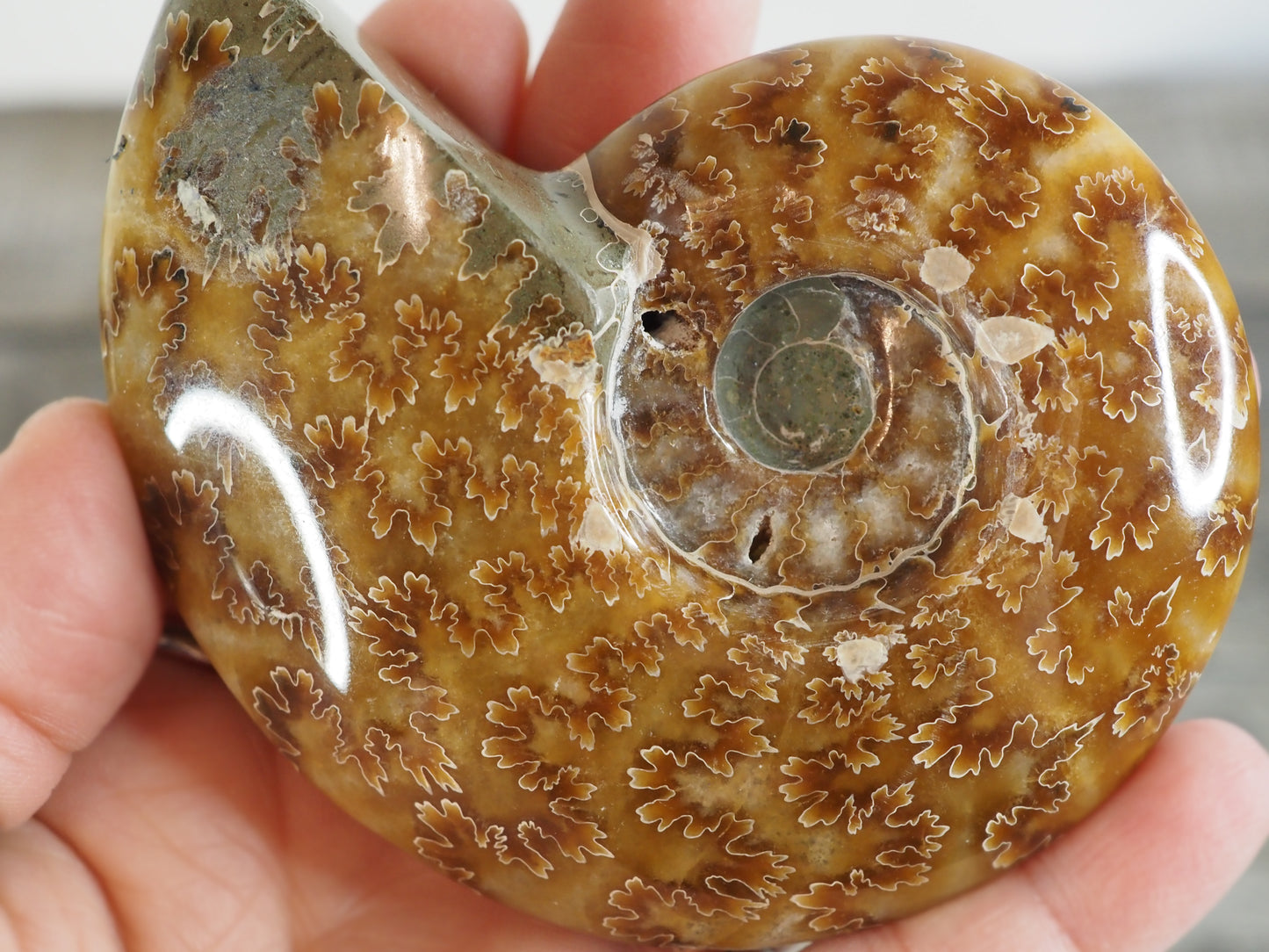 Whole Agatized Ammonite Fossil AA04