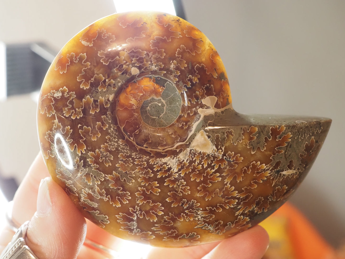 Whole Agatized Ammonite Fossil AA04