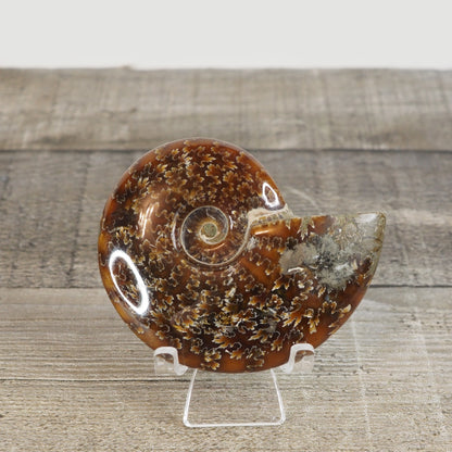 Whole Agatized Ammonite Fossil AA05