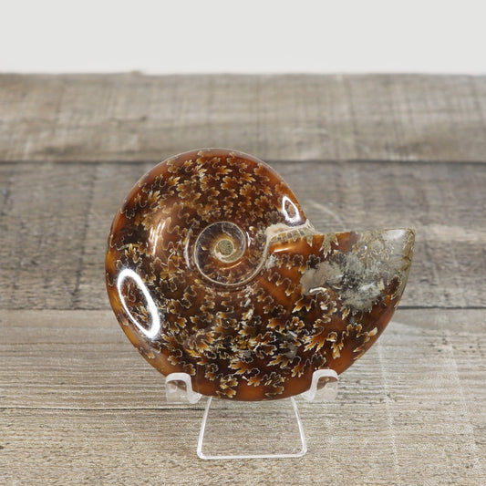 Whole Agatized Ammonite Fossil AA05