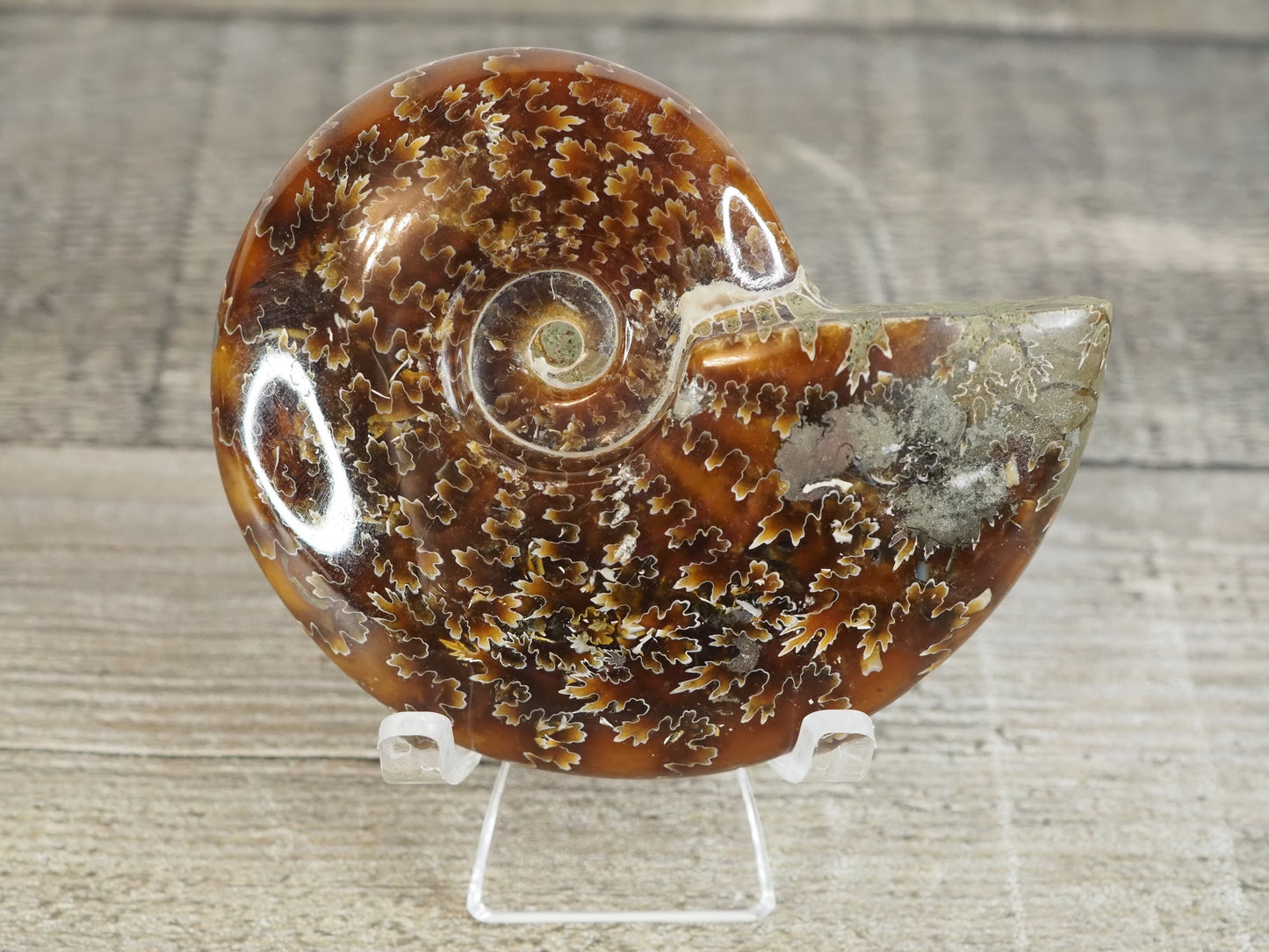 Whole Agatized Ammonite Fossil AA05