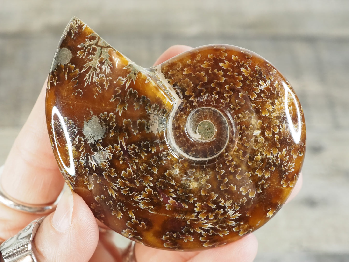 Whole Agatized Ammonite Fossil AA05
