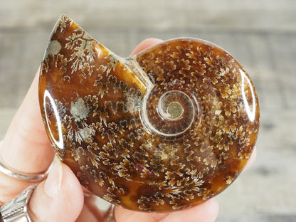 Whole Agatized Ammonite Fossil AA05