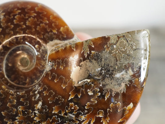 Whole Agatized Ammonite Fossil AA05