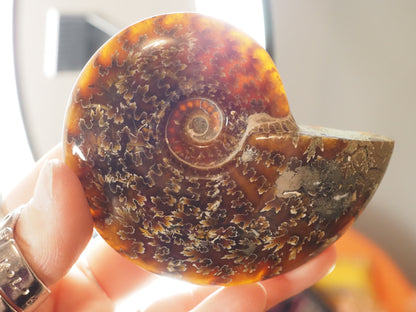 Whole Agatized Ammonite Fossil AA05