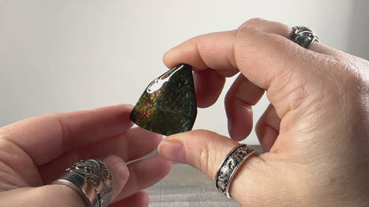 Ammolite from Alberta, Canada F