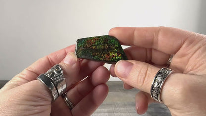 Ammolite from Alberta, Canada C