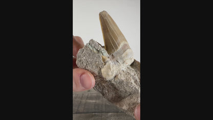Otodus Obliquus Shark Tooth Fossil in Matrix A