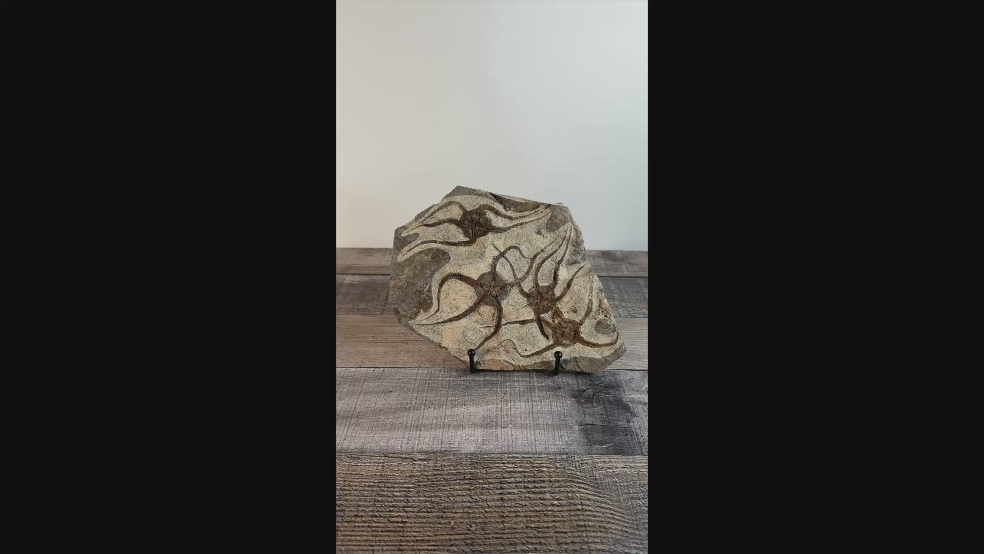 Detailed Brittle Star Fossil Mortality Plate