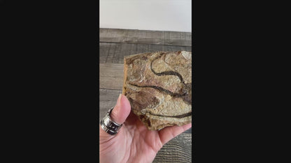 Detailed Brittle Star Fossil