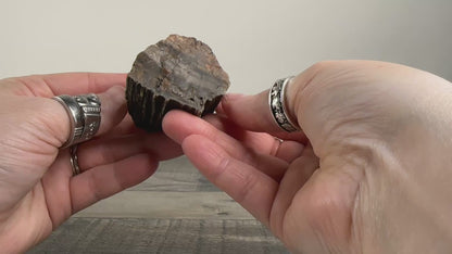 Petrified Agatized Rainbow Limb Cast A from Arizona