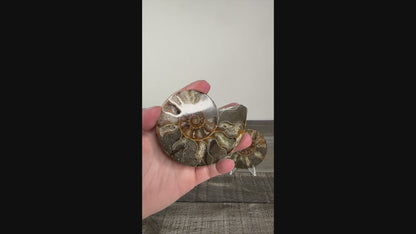 Agatized Ammonite Fossil Pair C