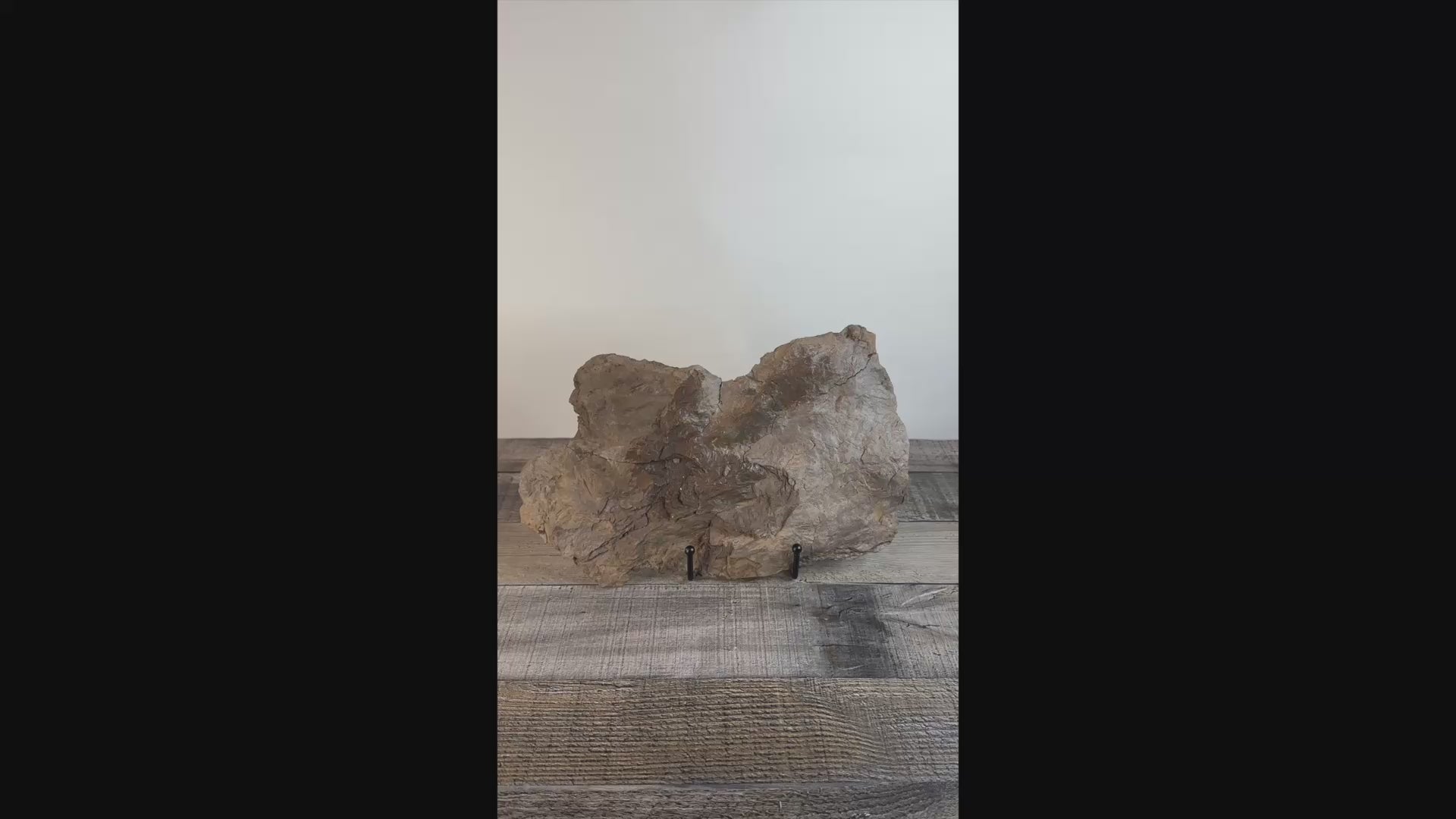 Dinosaur Footprint Track from Connecticut - Grallator D