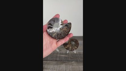 Agatized Ammonite Fossil Pair B