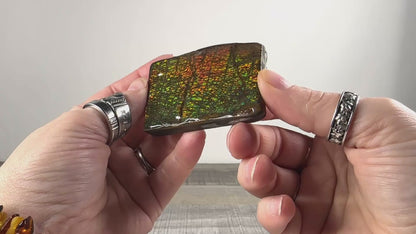Ammolite from Alberta, Canada A