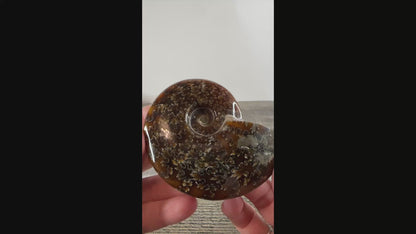 Whole Agatized Ammonite Fossil AA05