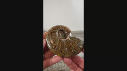 Whole Agatized Ammonite Fossil AA04