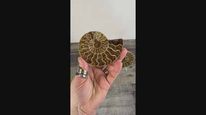Agatized Ammonite Fossil Pair AA02