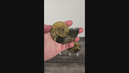 Agatized Ammonite Fossil Pair D