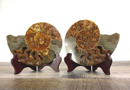 5.25" Orange Agatized Ammonite Fossil Pair on included wooden stands - Video