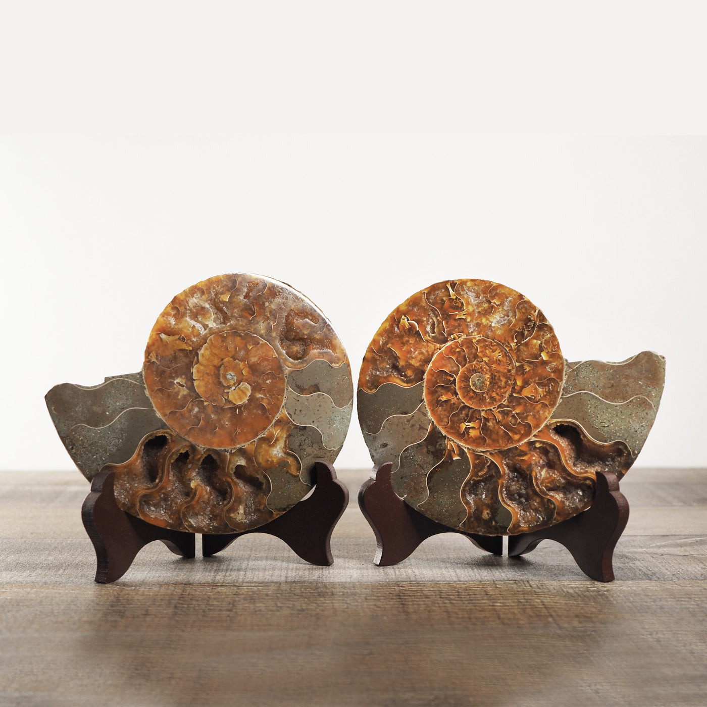 5.25" Orange Agatized Ammonite Fossil Pair on included wooden stands 